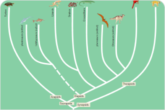 simple phylogenetic tree