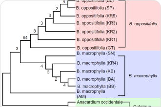 phylogenetic tree outgroup