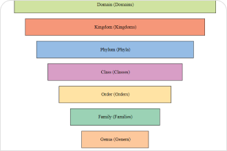 Pyramid Chart Template