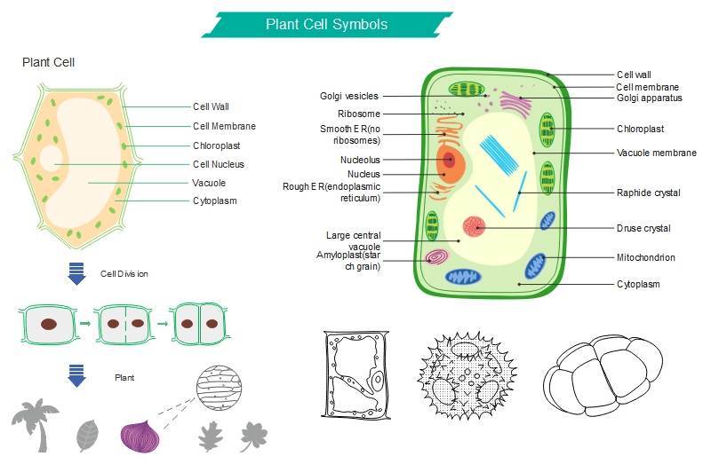 Biology Symbols for Plant Cells