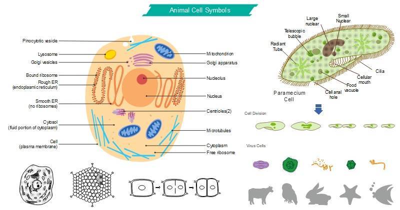 Biology Symbols for Animal Cells