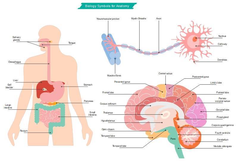 Biology symbols for Anatomy