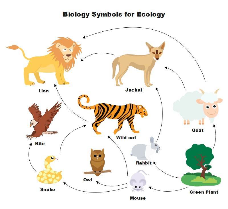 Animal Symbols And Their Meanings