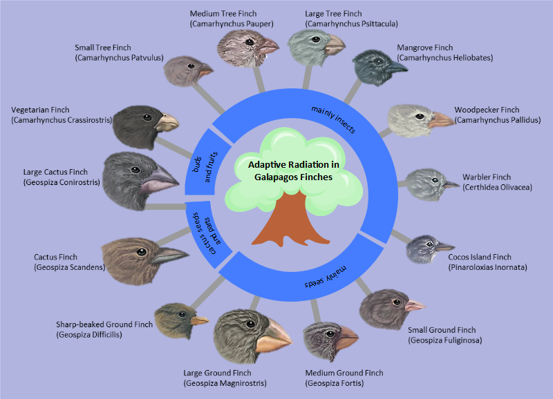 Adaptive Radiation in Galapagos Finches