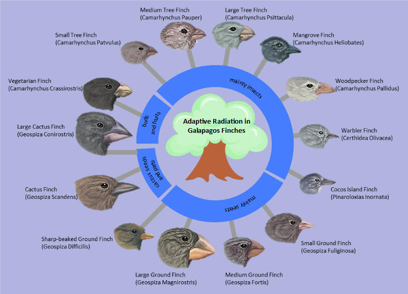 adaptive-radiation-diagram