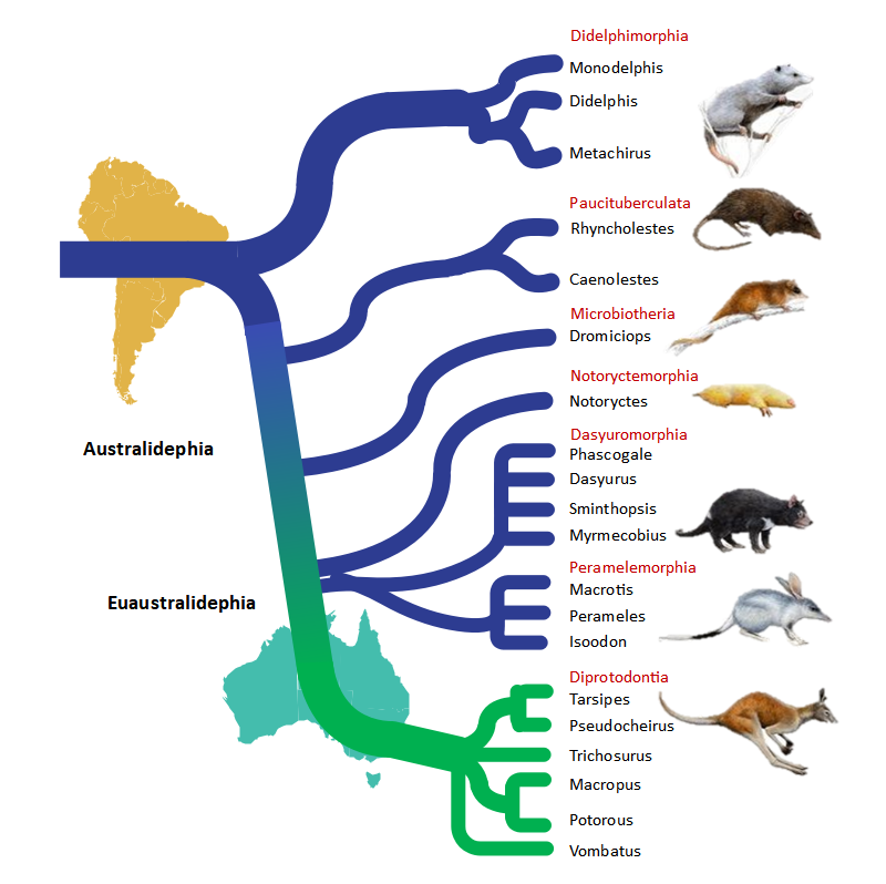 Marsupials Adaptive Radiation