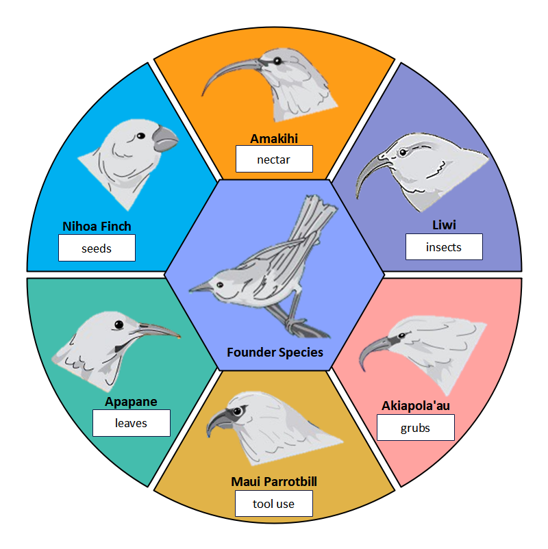 adaptive-radiation-diagram