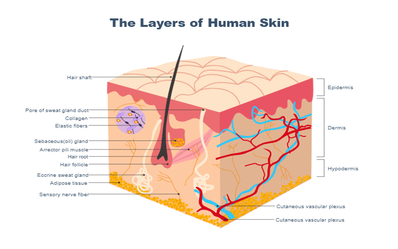 biological weathering diagram