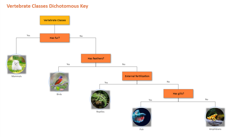 dichotomous key examples biology