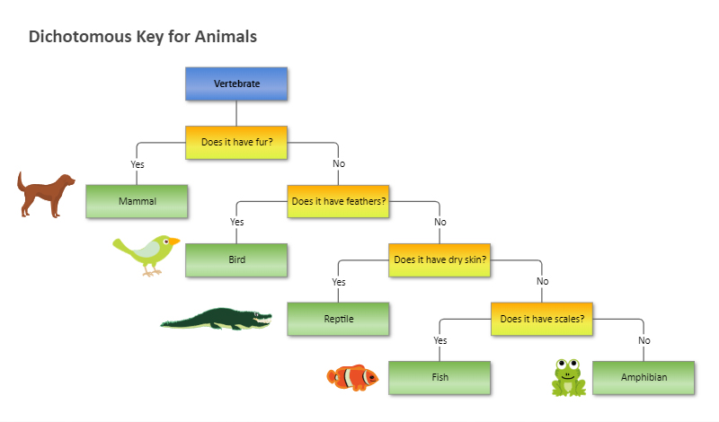 dichotomous key examples