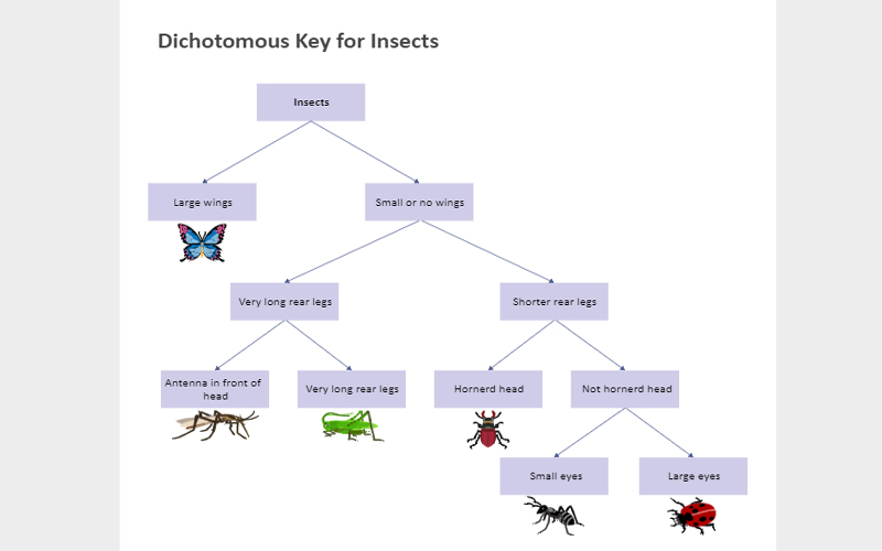 dichotomous key examples biology